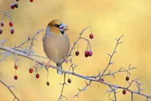 Open Mouth Prints: Hawfinch (Coccothraustes coccothraustes) perched on branch amongst Hawthorn (Crataegus sp) berries