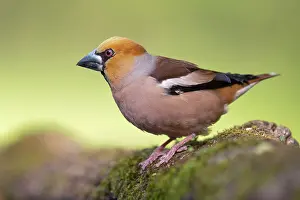 Carduelinae Prints: Hawfinch (Coccothraustes coccothraustes) portrait