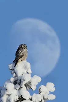 Hawk Owl (Surnia ulula) perched on snowy tree in front of the moon. Kuusamo, Finland