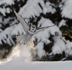 Hawk owl (Surnia ulula) takingn off from powder snow, possibly with prey in talons Hawk owl (Surnia ulula) takingn off from powder snow, possibly with prey in talons