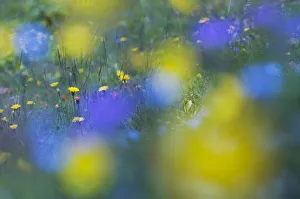 Images Dated 30th June 2009: Hawks beard (Crepis aurea) and (Crepis bocconei) in flower, Liechtenstein, June 2009