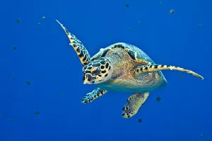 Sea Turtles Gallery: Hawksbill turtle (Eretmochelys imbricata) swimming up into the water column to feed