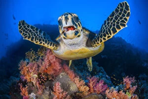 Reefs Gallery: Hawksbill turtle (Eretmochelys imbricata) feeding on Red soft coral (Dendronepthya sp