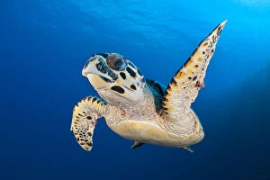 Animal Flippers Gallery: Hawksbill turtle (Eretmochelys imbricata) cruising along the drop off of a coral reef