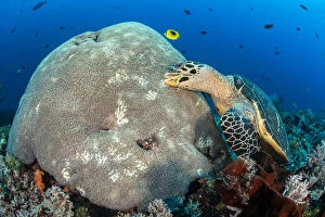 2019 October Highlights Gallery: Hawksbill turtle (Eretmochelys imbricata) unusually feeding on hard coral polyps. Misool