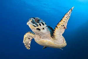 Hawksbill turtle (Eretmochelys imbricata) cruising along the drop off of a coral reef