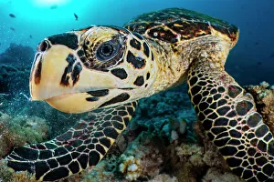 Maldive Islands Prints: Hawksbill turtle (Eretmochelys imbricata) feeding on a coral reef