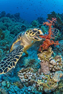 Hawksbill turtle (Eretmochelys imbricata) feeding on red soft coral (Dendronepthya sp