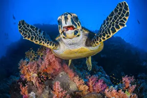 Hawksbill turtle (Eretmochelys imbricata) feeding on Red soft coral (Dendronepthya sp