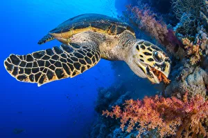 Sinai Prints: Hawksbill turtle (Eretmochelys imbricata) feeding on red soft coral (Dendronepthya sp)