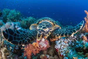 Flippers Prints: Hawksbill turtle (Eretmochelys imbricata) feeding on red soft corals (Dendronephthya sp)