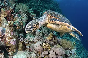 Turtle Prints: Hawksbill turtle (Eretmochelys imbricata) feeding on soft coral (Dendronephthya sp)