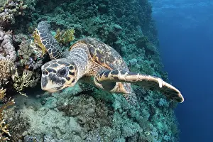 Turtle Prints: Hawksbill turtle (Eretmochelys imbricata) feeding on soft coral (Dendronephthya sp)