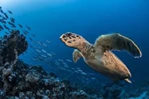 2018 August Highlights Prints: Hawksbill turtle (Eretmochelys imbricata) Port El Ghalib, Egypt, Red Sea