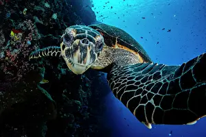 Animal Selfie Prints: Hawksbill turtle (Eretmochelys imbricata) portrait