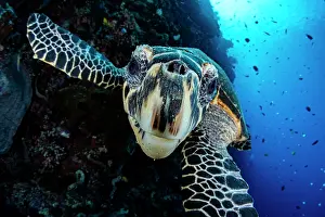 Turtle Prints: Hawksbill turtle (Eretmochelys imbricata) portrait