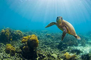 Hawksbill turtle (Eretmochelys imbricata) in shallow water. Nosy Be, north Madagascar