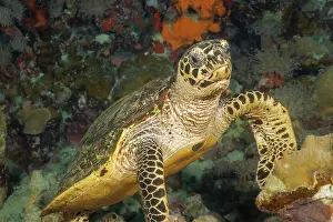 Eretmochelys Prints: Hawksbill turtle (Eretmochelys imbricata) swimming through coral reef