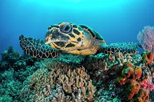 Misool Prints: Hawksbill turtle (Eretmochelys imbricata) swimming over a coral reef