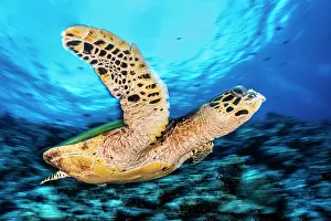 Photographic Effect Prints: Hawksbill turtle (Eretmochelys imbricata) swimming over a coral reef