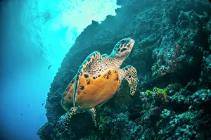 Underside Prints: Hawksbill turtle (Eretmochelys imbricata) swimming along deep underwater wall