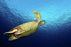 Philippines Prints: Hawksbill turtle (Eretmochelys imbricata) swimming towards the surface