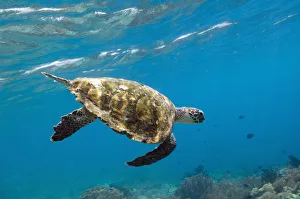 Reptiles Prints: Hawksbill Turtle (Eretmochelys imbricata) swimming down after taking a breath. Rinca