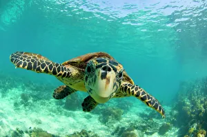 Hawksbill turtle (Eretmochelys imbricata) swimming underwater, Nosy Be, North Madagascar
