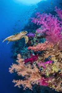 Hawksbill turtle (Eretmochelys imbricata) swims along a coral reef with pink soft coral