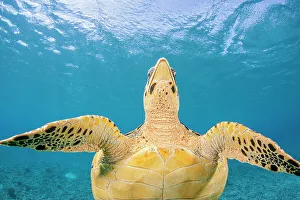 Hawksbill turtle (Eretmochelys imbricata) ventral view, Philippines, Pacific Ocean. Critically endangered
