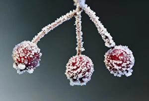 Images Dated 29th December 2014: Hawthorn berries (Crataegus monogyna) Brackagh Moss NNR, Portadown, Co. Armagh, Northern Ireland