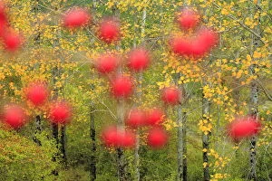 Andalusia Gallery: Hawthorn berries (Crataegus monogyna) in Poplar woodland (Populus) Sierra de Grazalema Natural Park