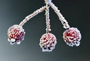 Symmetry Prints: Hawthorn berries (Crataegus monogyna) Brackagh Moss NNR