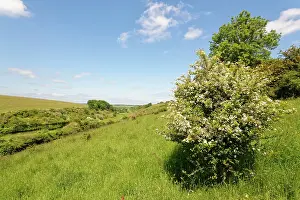 Thornapples Prints: Hawthorn (Crataegus monogyna) bush flowering on a chalk grassland slope