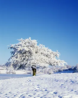 Hawthorn tree (Crataegus monogyna) covered with snow in winter landscape, Corbet Lough