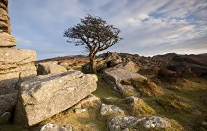 Hawthorn tree (Crataegus monogyna) and granite outcrop near Saddle Tor, Dartmoor National Park