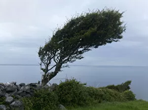 Images Dated 11th June 2009: Hawthorn tree (Crataegus monogyna) shaped by the wind, Burren region, County Clare