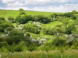 Yorkshire Prints: Hawthorn trees (Crataegus sp.) in blossom on hillside, Bowland, North Yorkshire, UK. May