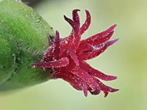 Corylus Prints: Hazel (Corylus avellana) close up of female flower with pollen grains