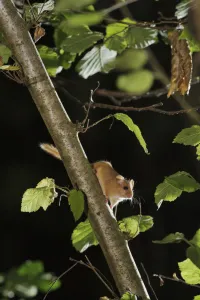 Hazel dormouse (Muscardinus avellanarius) in coppiced hazel tree, Kent, UK