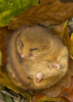 Small Prints: Hazel Dormouse (Muscardinus avellanarius) hibernating amongst leaves