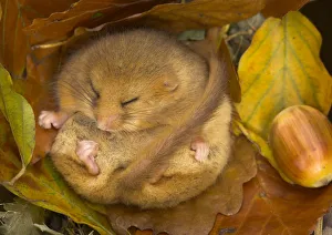 Hazel Dormouse (Muscardinus avellanarius) hibernating amongst leaves and acorns. Captive