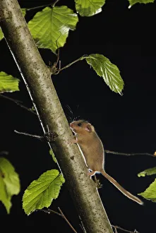 Hazel dormouse (Muscardinus avellanarius) running up branch in coppiced hazel tree, Kent, UK
