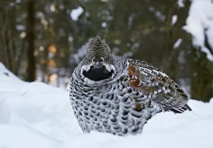 Images Dated 24th February 2018: Hazel grouse (Tetrastes bonasia) standing in snow at forest edge. Helsinki, Finland