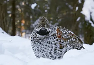 2019 July Highlights Prints: Hazel grouse (Tetrastes bonasia) standing in snow at forest edge. Helsinki, Finland