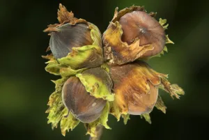 Groups Prints: Hazel nuts (Corylus avellana) Dorset, UK September