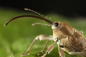 Images Dated 5th June 2009: Hazelnut weevil (Curculio nucum) portrait, Eastern Slovakia, Europe, June 2009