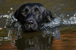 Head close up of Black labrador retriever dog (field type) swimming in pond with autumn reflections
