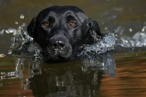 Eastern Usa Prints: Head close up of Black labrador retriever dog (field type) swimming in pond with autumn reflections