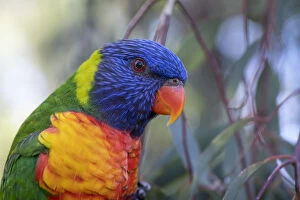 Images Dated 4th May 2020: Head close up of a Rainbow lorikeet (Trichoglossus moluccanus